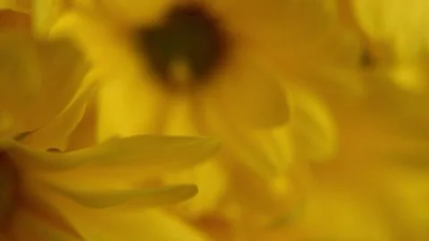 Yellow chrysanthemums taken in close-up Stock Footage 274121553