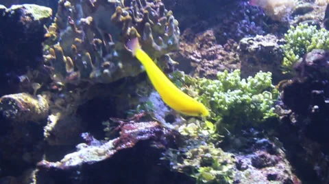 Yellow Cichlid Video stock 37675980