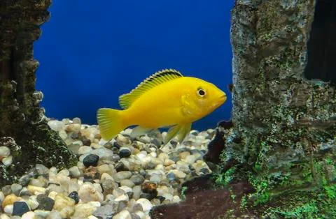 Yellow Cichlid Stock Photos
