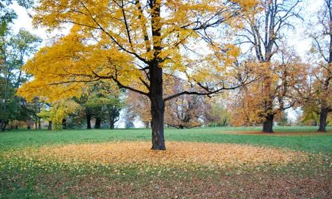 Yellow  circle Stock Photos
