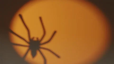 Yellow circular spotlight on straw with moving spider shadow Stock-Footage 342520279