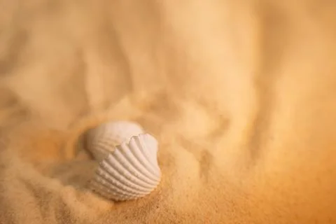 Yellow clean sand with shells Stock Photos