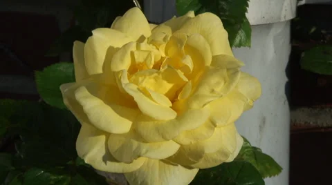 Yellow climbing Rose - Arthur Bell 02 Stock-Footage 38246768
