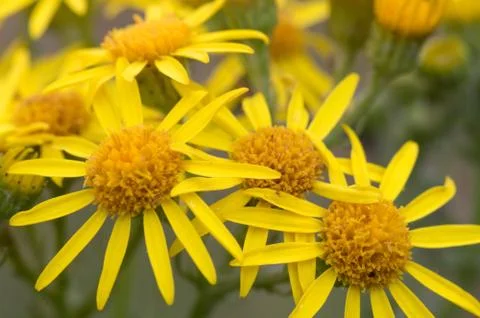 Yellow Closeup Stock Photos