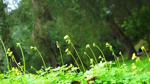 Yellow clover 動画素材 122281822
