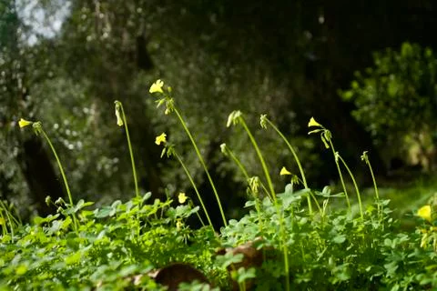 Yellow clover Stock Photos