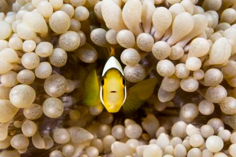 Yellow clownfish Stock Photos