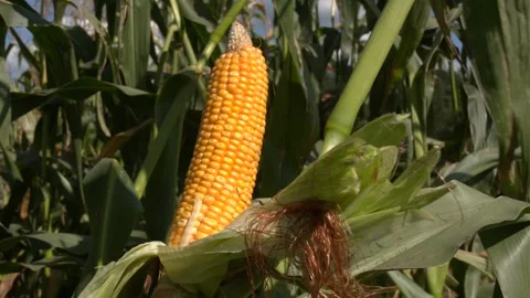 Yellow Cob of Sweet Corn on the Field. Stock Footage 290065804
