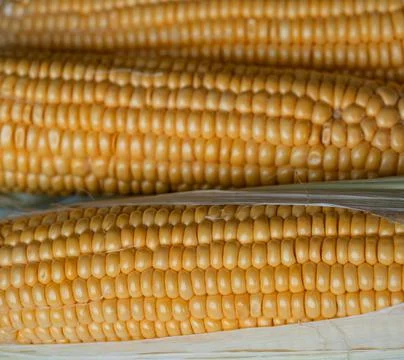 Yellow cobs of corn, close up Stock Photos