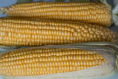 Yellow cobs of corn, close up Stock Photos