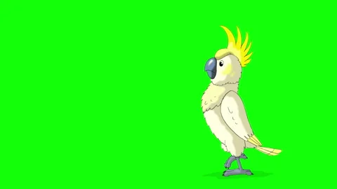Yellow cockatoo Parrot Stock Footage 154337357