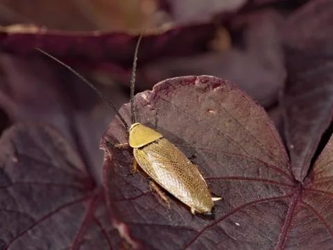 Yellow cockroach on purple leaf Stock Photos