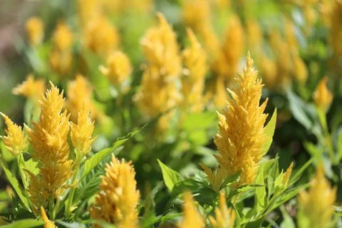 Yellow of Cockscomb flower in bloom. Stock Photos