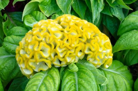 Yellow cockscomb flower Stock Photos