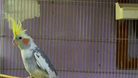 Yellow cocktail parrot inside a small cage Stock Footage 197695061