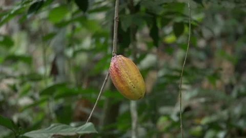Yellow Cocoa Pod Growing on Tree in Tropical Rainforest Video stock 298190996