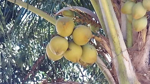 Yellow coconut fruit on the coconut tree Stock Footage 119806245