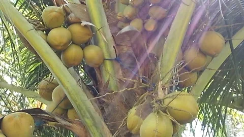 Yellow Coconut fruit on the coconut tree Stock Footage 120674116