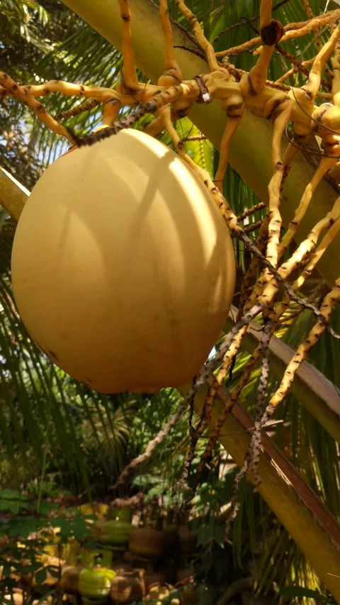 Yellow coconut fruit that is starting to bear fruit Stock Footage 310997396