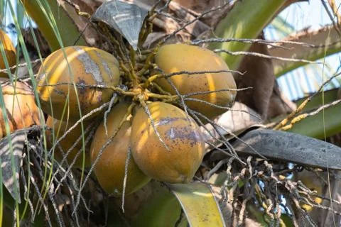 Yellow coconut Foto stock