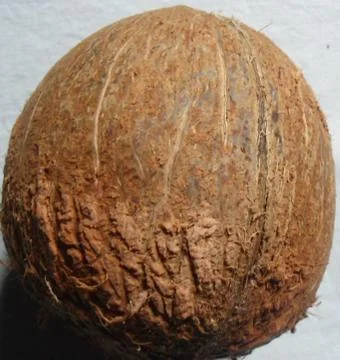 Yellow Coconut Stock Photos