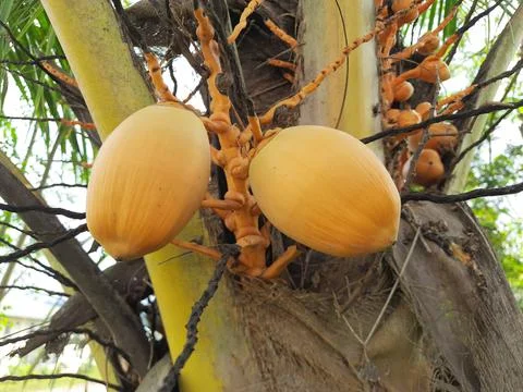 Yellow coconut Stock Photos