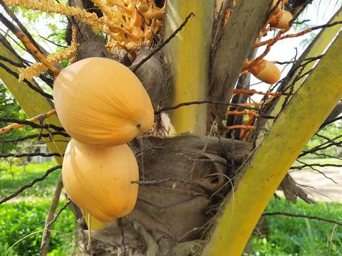 Yellow coconut Foto stock