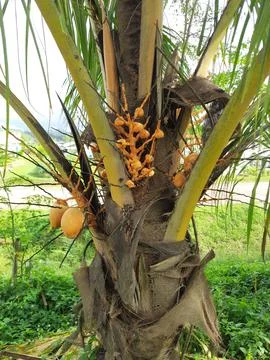 Yellow coconut Stock Photos