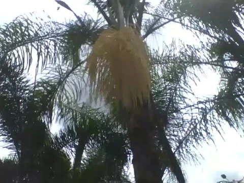 Yellow coconut tree flowers with bees in the botanical garden Stock Footage 162680311