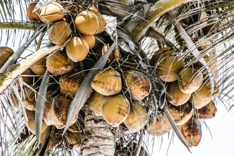 Yellow coconut at tree Stock Photos