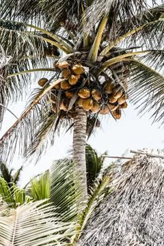 Yellow coconut at tree Stock Photos