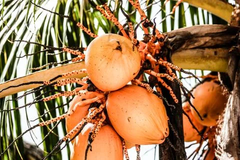 Yellow coconut at tree Stock Photos