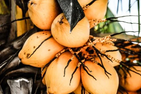 Yellow coconut at tree Stock Photos