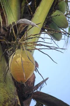 Yellow coconuts that are still on the tree Stock Photos
