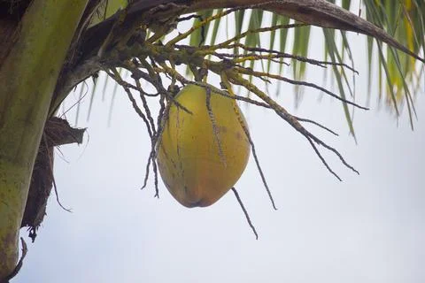 Yellow coconuts that are still on the tree Stock Photos