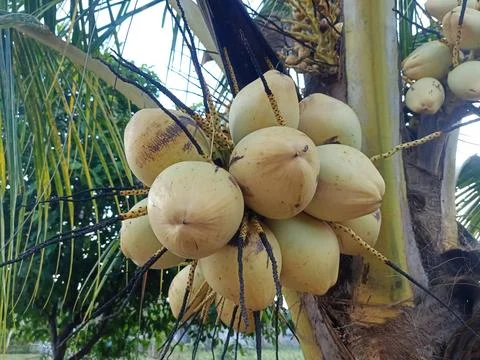 Yellow coconuts hanging from low trees Stock Photos