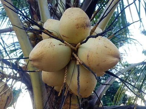Yellow coconuts hanging from low trees Stock Photos