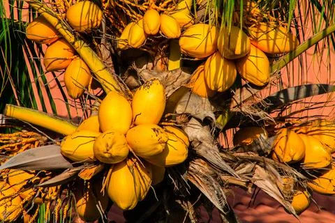Yellow coconuts on palm tree. Close-up view. Stock Photos