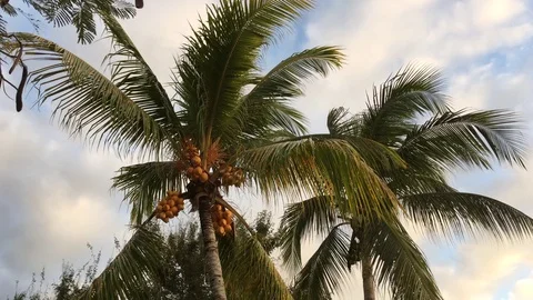 Yellow coconuts on a palm tree Stock Footage 101652252