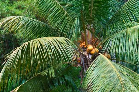 Yellow coconuts on the palm tree Stock Photos