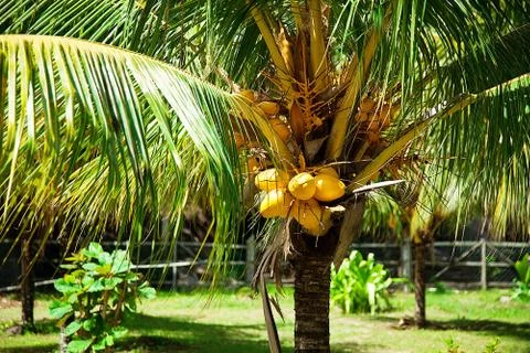 Yellow coconuts on a palm tree Stock Photos