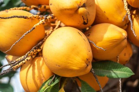 Yellow coconuts on palm tree Stock Photos