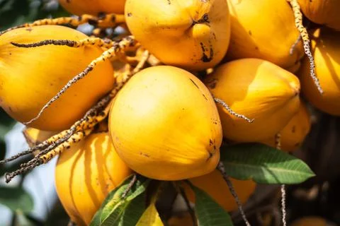 Yellow coconuts on palm tree Stock Photos