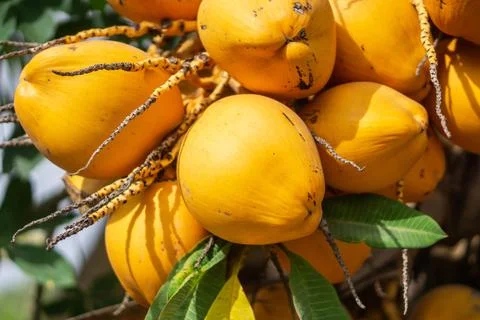 Yellow coconuts on palm tree. Stock Photos