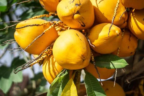 Yellow coconuts on palm tree. Stock Photos