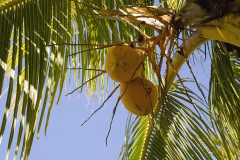 Yellow Coconuts On A Palm Tree Stock Photos