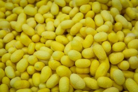 Yellow cocoons Stock Photos