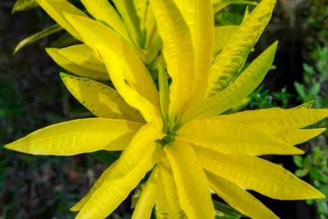 Yellow Codiaeum. Stock Photos