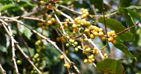 Yellow coffee bean berry plant fresh seed coffee tree growth in Yellow Bourbon e Stock Footage