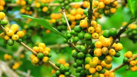 Yellow coffee beans Stock-Footage 159240079